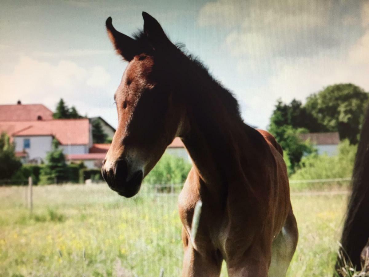 Gut Fischer Pomssen Dış mekan fotoğraf